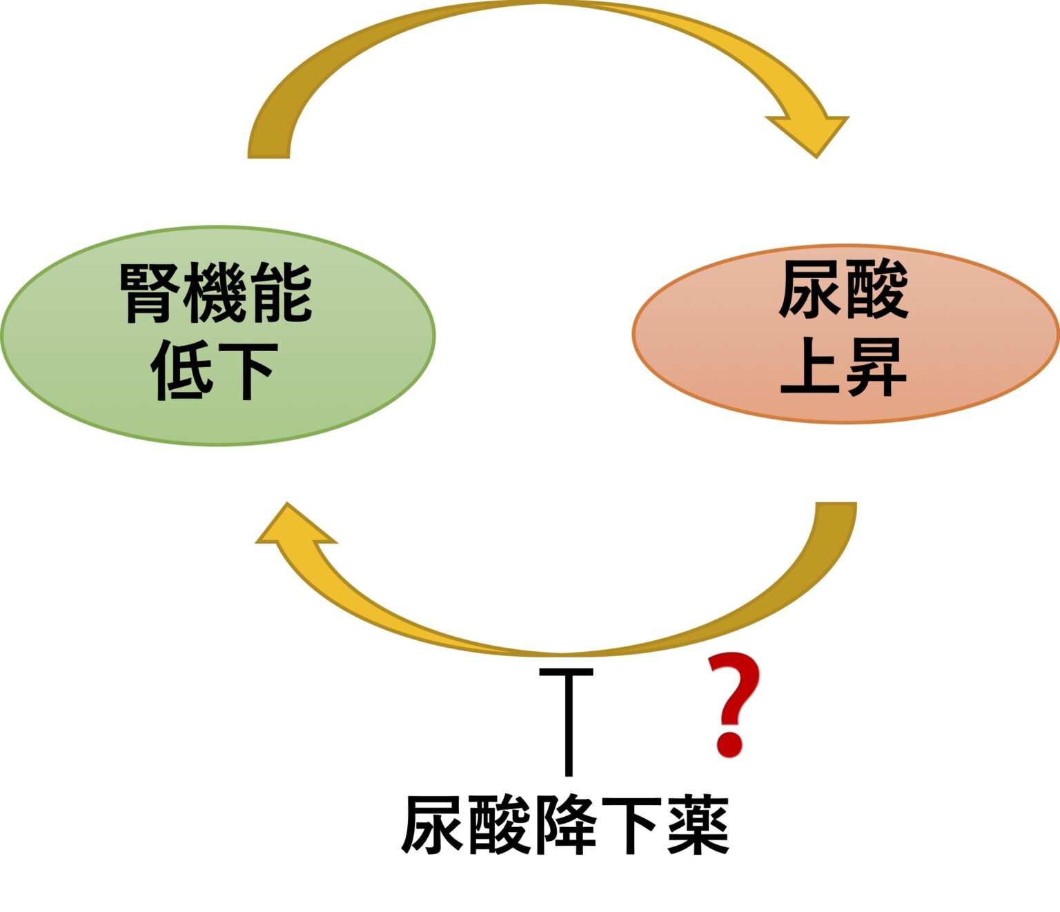 尿酸を下げることで腎機能低下を防ぐことが可能か？｜ウェルビーイング内科クリニック船橋法典｜船橋法典の内科クリニック